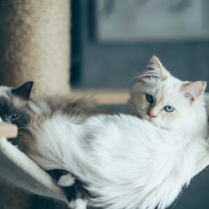 Exotic Shorthair Cat Breeding Kit
