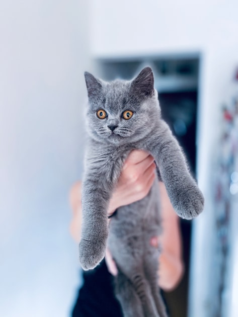 Choosing the Right British Shorthair