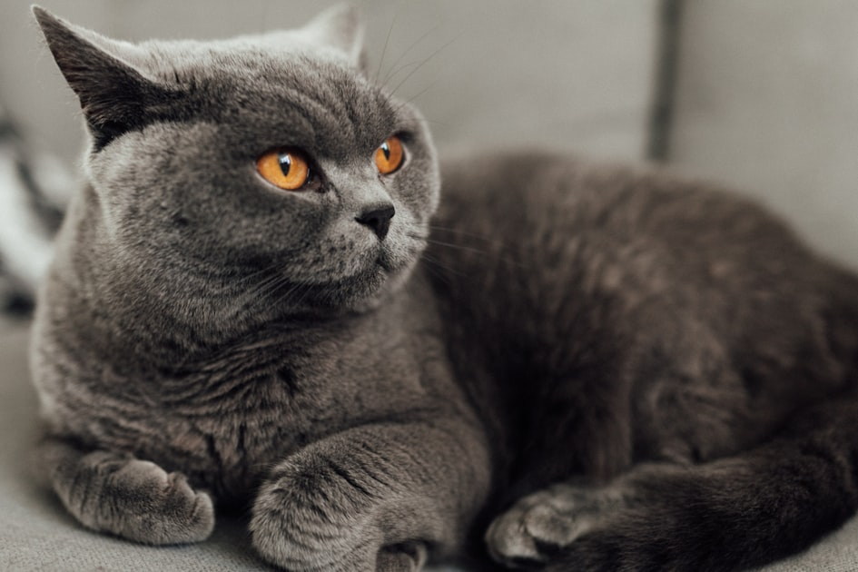 Understanding Exotic Shorthair Traits