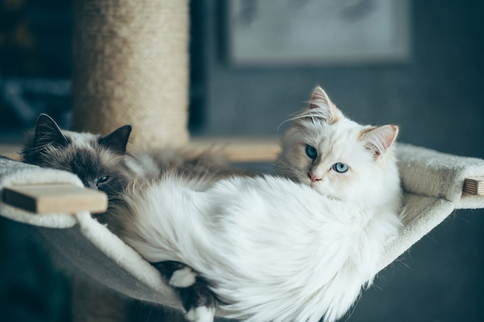 The Importance of Health Testing in Breeding