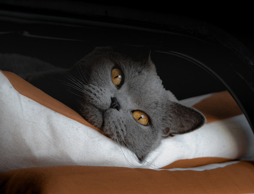 Caring for Your New Kitten