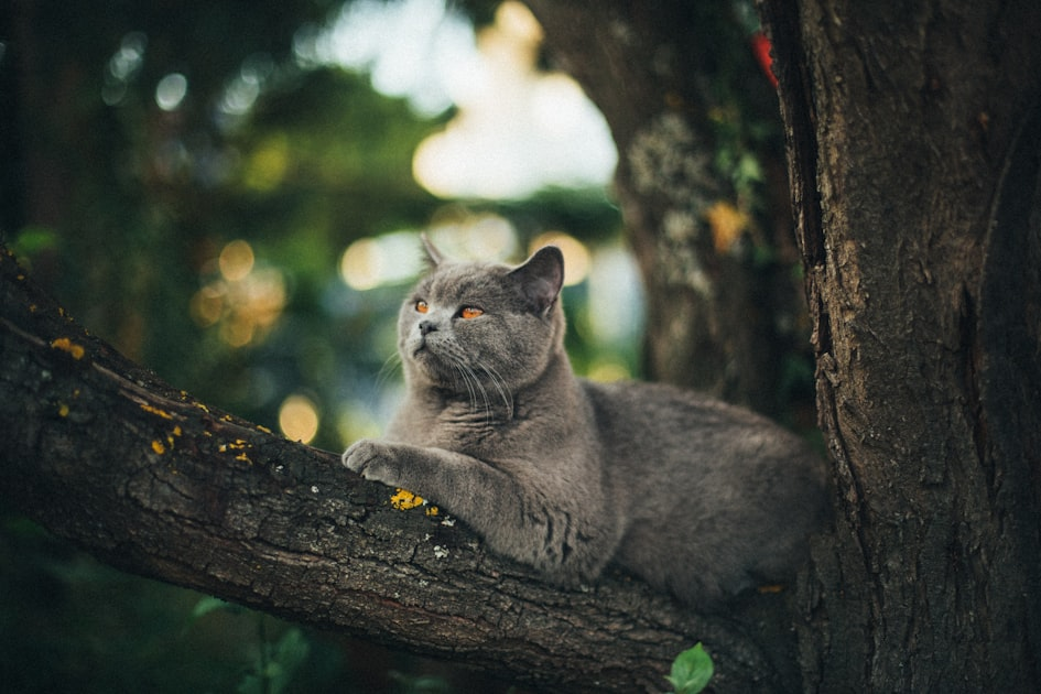 Why Choose Rare Color Cats?
