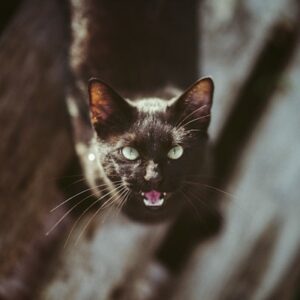 High-Quality Cat Food
