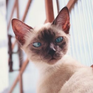 Rare Color British Shorthair Kitten