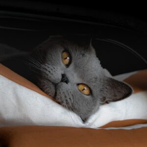 FELV Negative Tested Cats