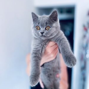 Imported British Shorthair