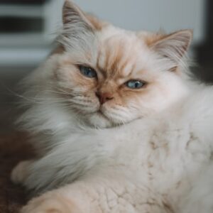 Exotic Shorthair Grooming Set