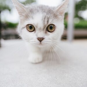 Cat Health Check-Up Service